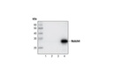 Notch4 (L5C5) Mouse mAb