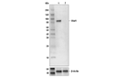 Stat1 (9H2) Mouse mAb