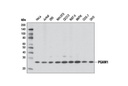 PGAM1 (D3J9T) Rabbit mAb