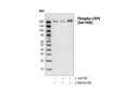 Phospho-LRP6 (Ser1490) Antibody