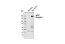 VEGF Receptor 1 Antibody