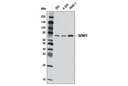 SENP1 (D16D7) Rabbit mAb