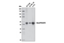 Brn2/POU3F2 (D2C1L) Rabbit mAb