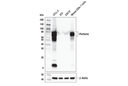 Perforin (E3W4I) Rabbit mAb