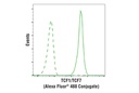 TCF1/TCF7 (C63D9) Rabbit mAb (Alexa Fluor 488 Conjugate)