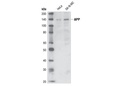 APP/β-Amyloid (NAB228) Mouse mAb