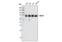 Numb (C29G11) Rabbit mAb