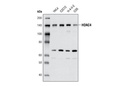 HDAC4 (4A3) Mouse mAb