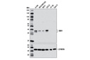 SIX1 (D4A8K) Rabbit mAb