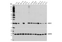 UBE2C Antibody