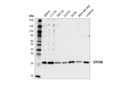 CRYAB (D6S9E) Rabbit mAb