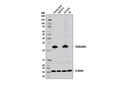 Calbindin (D1I4Q) XP Rabbit mAb