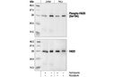 Phospho-FADD (Ser194) Antibody (Human Specific)