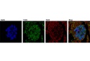 Insulin (C27C9) Rabbit mAb (Alexa Fluor 647 Conjugate)