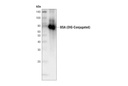 Digoxigenin (D8Q9J) Rabbit mAb (HRP Conjugate)
