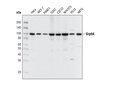 Grp94 Antibody