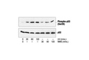 Phospho-p53 (Ser20) Antibody