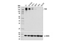 Ret (E1N8X) XP Rabbit mAb