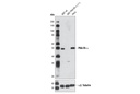 PKA RI-α (D54D9) Rabbit mAb