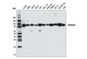 Gelsolin (D9W8Y) Rabbit mAb