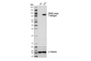 SV40 Large T Antigen (D1E9E) Rabbit mAb