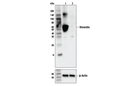Vimentin (V9) Mouse mAb