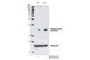 Phospho-Histone H3 (Ser28) Antibody