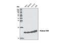 Histone H2B (53H3) Mouse mAb