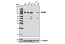 UVRAG Antibody
