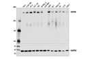 USP9X (D4Y7W) Rabbit mAb