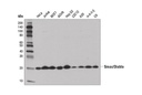 Smac/Diablo (D5S3R) Rabbit mAb