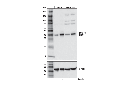 DUSP1/MKP1 (E8L7D) Rabbit mAb