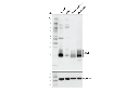 RhoB (D1J9V) Rabbit mAb