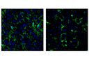 F4/80 (BM8.1) Rat mAb