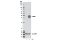FRA1 (D80B4) Rabbit mAb
