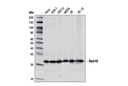Rab10 (D36C4) XP Rabbit mAb