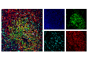 CD3 (17A2) Rat mAb (FITC Conjugate)