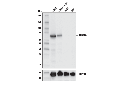 PRDM14 (E1D5S) XP Rabbit mAb