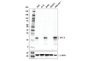 ATF-3 (E9J4N) Rabbit mAb