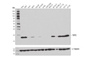 TSPO (D1N7Z) Rabbit mAb