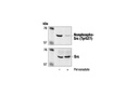 Non-phospho-Src (Tyr527) Antibody