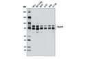 Rad18 (D2B8) XP Rabbit mAb