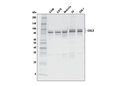 CUL3 (E4G3M) Rabbit mAb