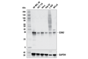 CDK2 (E8J9T) XP Rabbit mAb