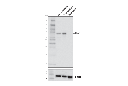 ChAT (E4F9G) Rabbit mAb