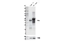 RAGE Antibody
