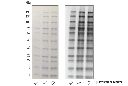 Anti-Blue (2D2F11) Mouse mAb (HRP Conjugate)