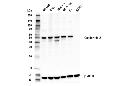 Gasdermin A Antibody