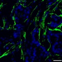 CD138 Antibody, anti-human, FITC