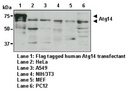 Anti-Atg14 pAb